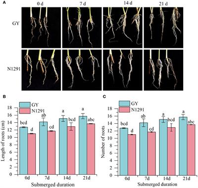 Morphological and molecular response mechanisms of the root system of different Hemarthria compressa species to submergence stress